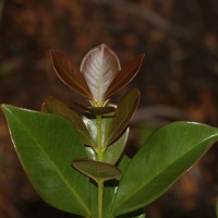 Psidium cattleyanum Sabine